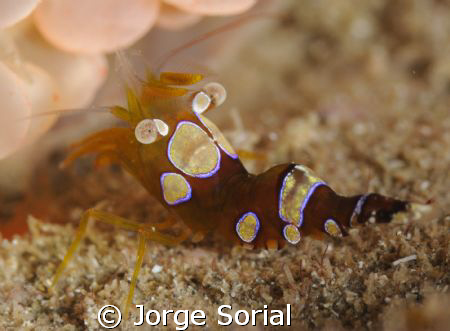 Thor amboinensis shrimp. Photograph taken with a Nikon D-... by Jorge Sorial 