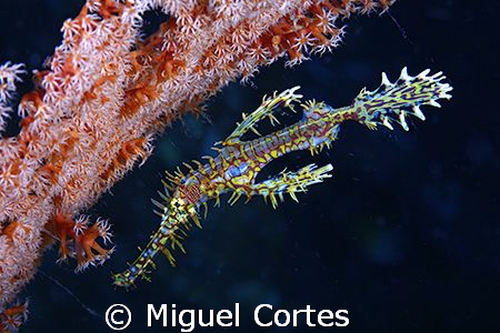 Ghostpipefish. by Miguel Cortes 
