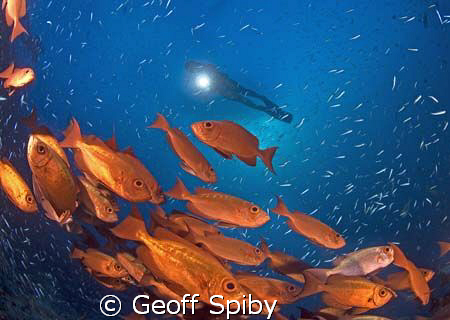 a school of bigeyes amongst the baitfish by Geoff Spiby 