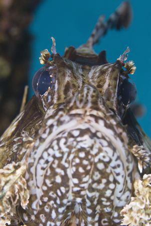 Lion fish. D200, 60mm. by Derek Haslam 