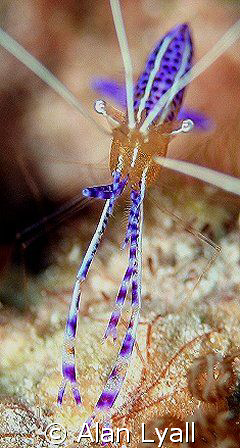 Pederson's Cleaner Shrimp - enjoying a spot of lunch - fi... by Alan Lyall 