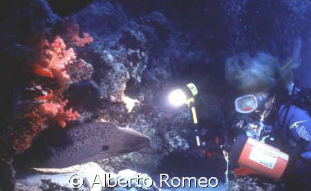 BIG MORAY EEL SHOOTING BY GIRLDIVER WITH IKELITE HOUSING ... by Alberto Romeo 