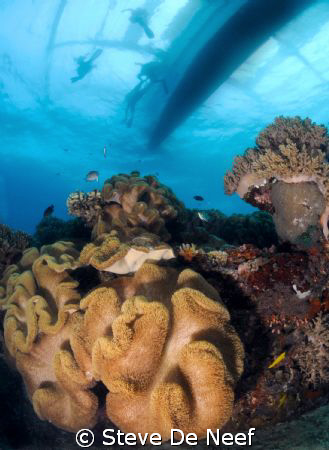 coming up to our diveboat on apo island. by Steve De Neef 