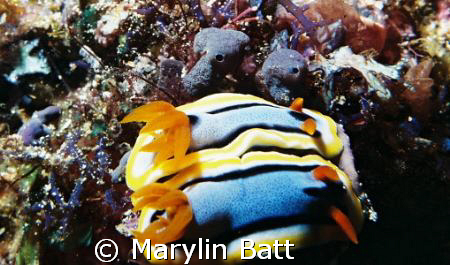 2 Nudi's mating.  Atlantis Resort Puerto Galera.
Nikonos... by Marylin Batt 