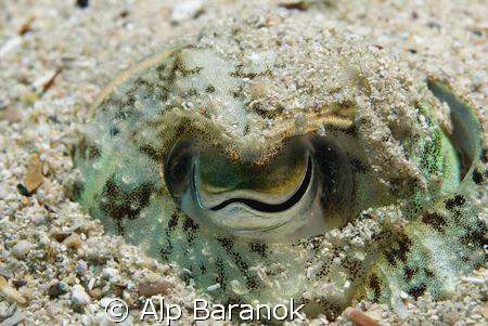 I took this cuttle fish eye shot in Bodrum, Smuggler Bay.... by Alp Baranok 