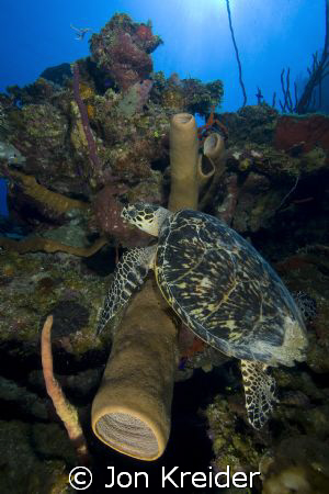 Hawksbill feeding on Bloody Bay Walll, Little Cayman by Jon Kreider 