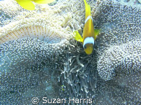 Finding Nimo! by Suzan Harris 