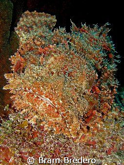 Scorpionfish by Bram Bredero 