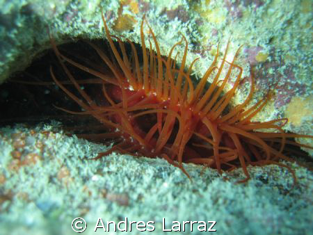 HAIRY CLAM by Andres Larraz 