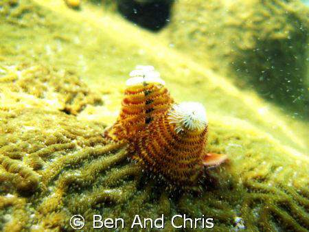 Christmas Three Anemone in 20fts in Cuba.  Very tiny 1 in... by Ben And Chris 