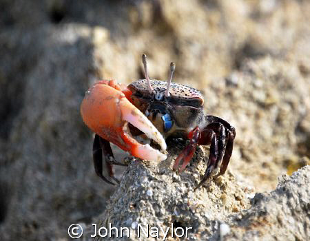 fiddler crab in mangrove swamp by John Naylor 