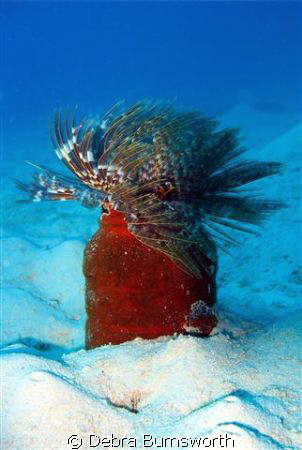 Feather Tube Worm in Majuro Lagoon by Debra Burnsworth 