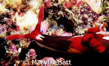 Vivid Nembrotha species grazing.  Nikpnps 5 1:2 extension... by Marylin Batt 