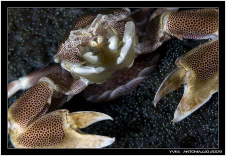 Egg carrier la suite......... Fuji S5 pro/105 VR by Yves Antoniazzo 