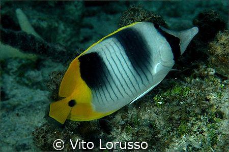 Fishs by Vito Lorusso 
