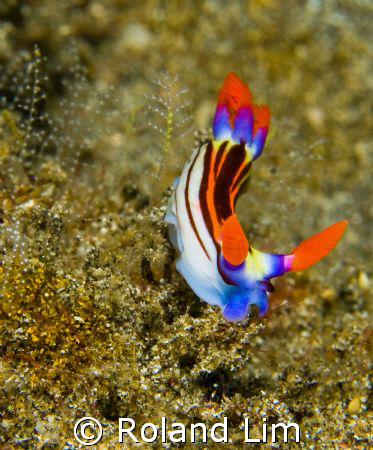 Purpleline Nembrotha having a go at climbing downhill! by Roland Lim 