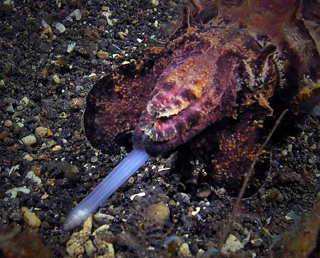 Flamboyant Cuttle, Lembeh by Doug Anderson 