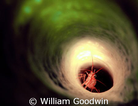 Peppermint shrimp in branching vase sponge ... shining th... by William Goodwin 