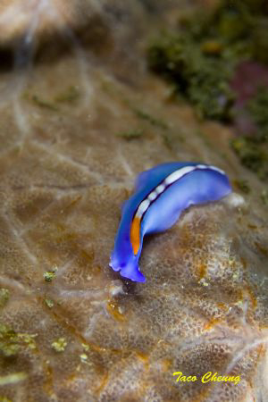 Flatworm @ Anilao by Taco Cheung 