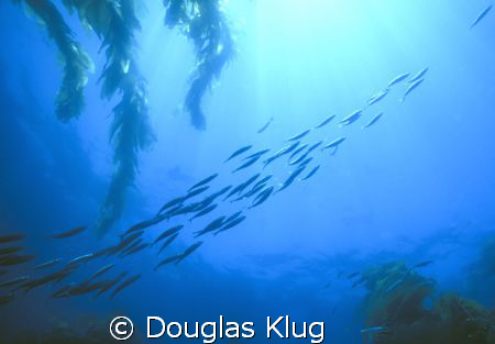 Leading ahead.  A school of baitfish emerges over the top... by Douglas Klug 