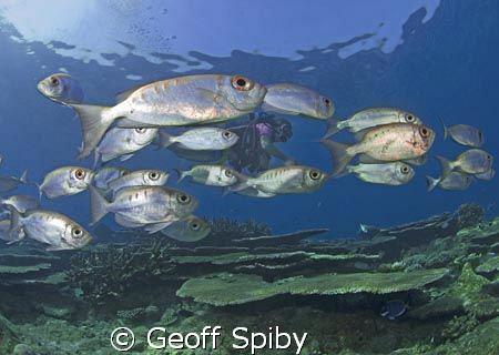 spot the diver by Geoff Spiby 