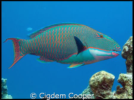 Bicolor parrotfish. Taken at Shark's Bay by Cigdem Cooper 