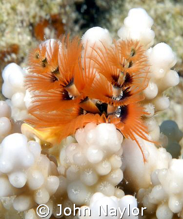 christmas tree worm by John Naylor 