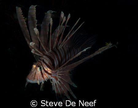 Lionfish at ducomi pier. by Steve De Neef 