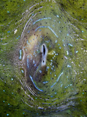 giant clam, looks like a... ah-hem..... Casio exilim ex z... by Andrew Macleod 