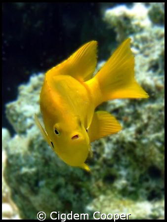 Sulphur damsel by Cigdem Cooper 
