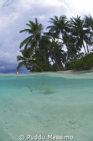 black tip on the beach,maldives nikon d2x 10,5 mm,no strobes by Puddu Massimo 