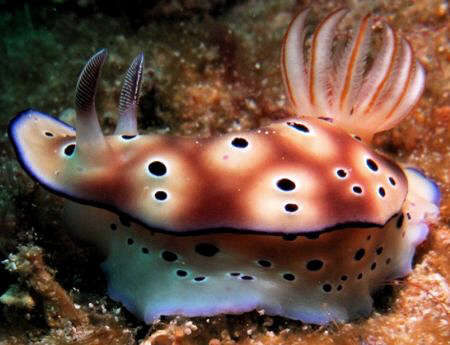 Paradise Island Resort, House Reef by Bernard Maglana 