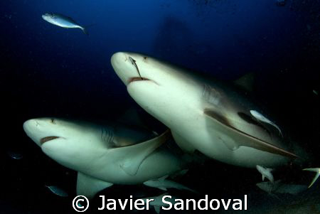 two bull sharks swiming towars my camera, Playa del Carme... by Javier Sandoval 