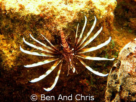 Lionfish, Swiming in the mangrove, this one was very large!! by Ben And Chris 