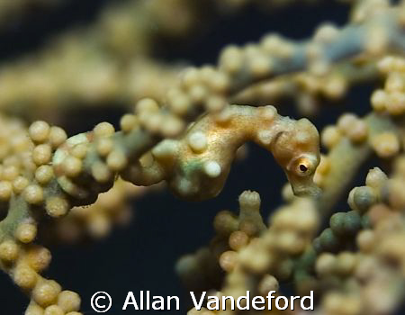 Wakatobi takes pride in conservation and protection effor... by Allan Vandeford 