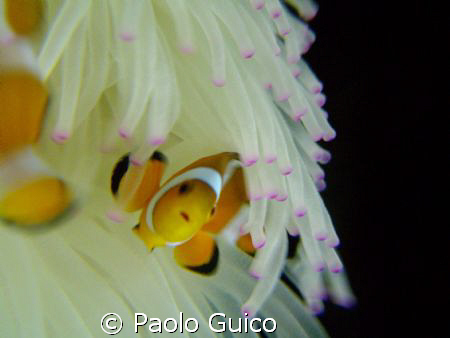amphipiron percula by Paolo Guico 