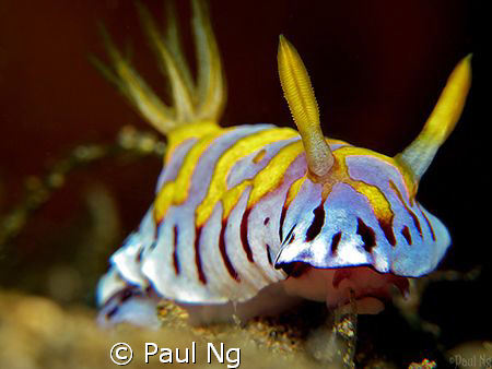 Taken with Canon G10 with Inon strobe by Paul Ng 