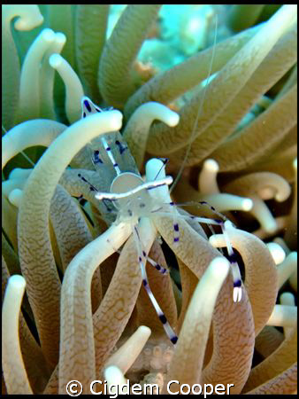 Cleaner shrimp by Cigdem Cooper 