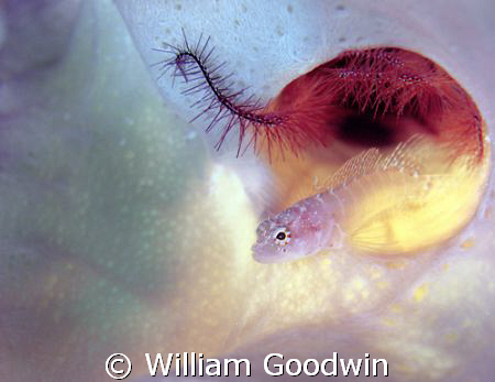 The pastel world within... a "rare" (Humann & DeLoach) Ri... by William Goodwin 