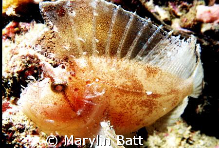 Leaf Scorpion Fish.  Nikonos V 1:2 extension tubes by Marylin Batt 