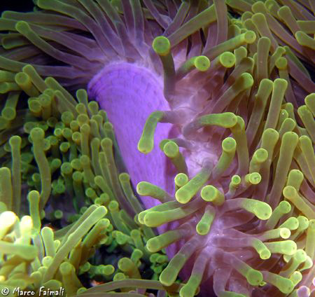 Another macro close-up shot of the sea anemone Radianthus... by Marco Faimali 
