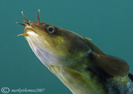 Five-bearded Rockling.
Aughrusmore Pier, Connemara.
60mm. by Mark Thomas 