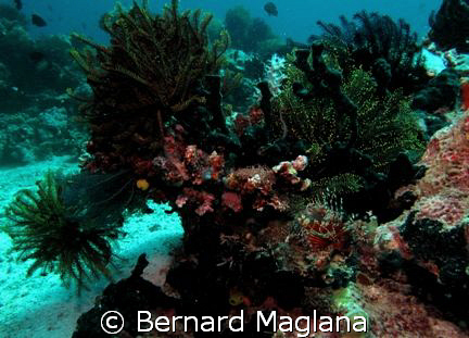 Midway, Samal Island, Davao City... by Bernard Maglana 