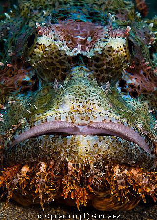 scorpion fish by Cipriano (ripli) Gonzalez 