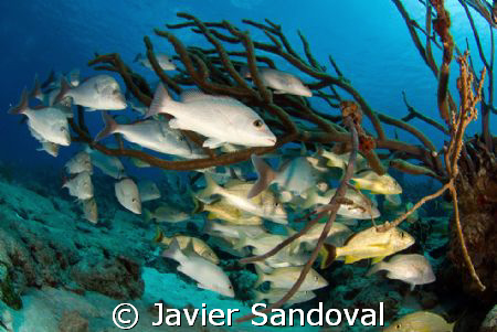 Snapers hiding inside soft coral by Javier Sandoval 