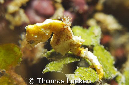 found in Lembeh; d200 by Thomas Lueken 