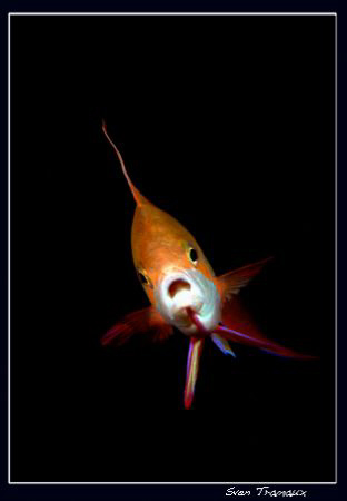 Anthias, Marsa Nakari by Sven Tramaux 