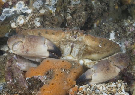 Edible Crab. Menai straits. D200, 60mm. by Derek Haslam 