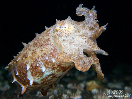 Little Cuttlefish - Puri Jati, Bali (Canon G9, Inon D2000... by Marco Waagmeester 