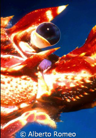 JUNG LOBSTER' HEAD Palinurus vulgaris. NOTE THE SPHERIC E... by Alberto Romeo 